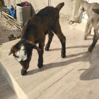 کهره شیری|حیوانات مزرعه|مرودشت, دولت آباد|دیوار