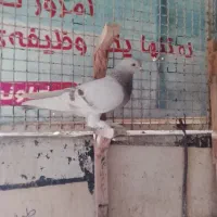 سوسنی کاغذی