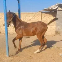 کره نریان هنر دار