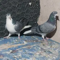 دوعدد ماده دمگیر