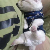 سگ پودل کراس مالتیز فقط8500