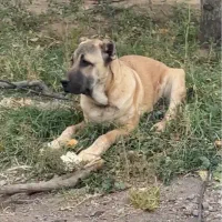 سگ سرابی گمشده یابنده مژدگانی ۲۰ میلیونی|حیوانات|مراغه, |دیوار