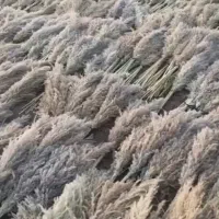 گل پامپاس،به صورت عمده وقیمت عالی|گل و گیاه طبیعی|نکا, |دیوار