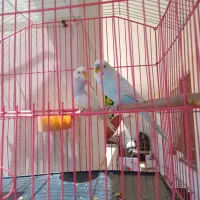 یک جفت مرغ عشق