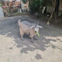 بز رنگ خاص