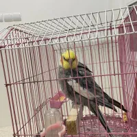 پرنده فروشی