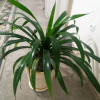 گل و گیاه|گل و گیاه طبیعی|نیشابور, شهید بهشتی|دیوار