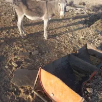 فروش|حیوانات مزرعه|خفر, |دیوار