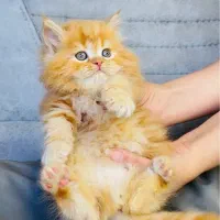 گربه نارنجی گارفیلدی