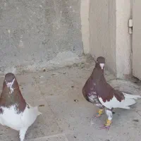 کفتر شهری نر|پرنده|شیراز, دارالرحمه|دیوار
