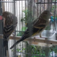 جوجه سره قناری نر ۱۰۰٪