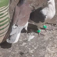 کفتر شهرستانیوتهرانی