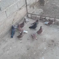 کبوتر پرشی اصیل