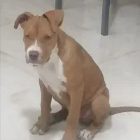 واگذاری سگ پیتبول