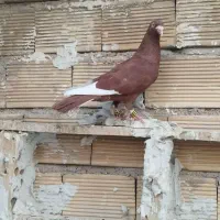 کبوتردورگ