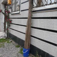 نهال صنوبر دارچینی