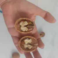 گردو خارجی لوکس 55 درصد