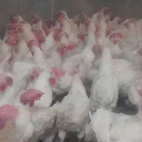 مرغ سفید تخم گزار و مخصوص قربانی