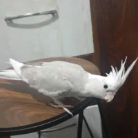 عروس هلندی