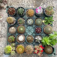 انواع کاکتوسهای خاص و کلکسیونی|گل و گیاه طبیعی|خلخال, |دیوار