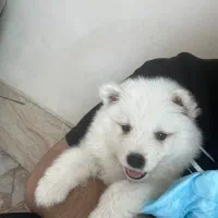 سگ سامویید/نر/توله/
