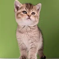 گربه بریتیش ماده|گربه|بجنورد, |دیوار