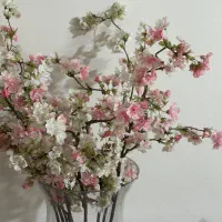 گل شکوفه گیلاس