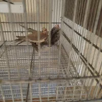 عروس هلندی و قفس هشت خان|پرنده|ساوه, |دیوار