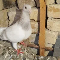 کبوتر نقره ای|پرنده|کوه چنار, |دیوار