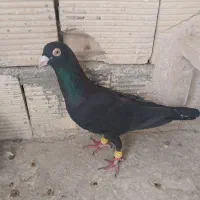 سیاه خارجی نر فروشی به شرط پرش کفتر شکاره