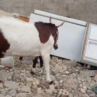 بز ماده دوقلو زا و یک قلو اولین شکم و‌دوتا ابستن|حیوانات مزرعه|اهواز, گلدشت|دیوار