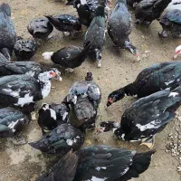 اردک اسرائیلی نر و ماده درشت