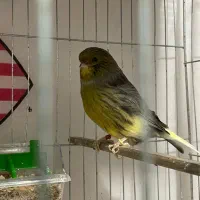 تعدادی گلستر اورجینال و رسمی بلند|پرنده|اندیشه, شهرک کوثر|دیوار