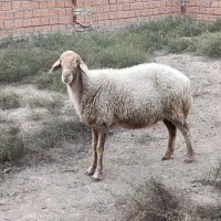 گوسفندآبستن‌دوقلوزا|حیوانات مزرعه|گرگان, |دیوار