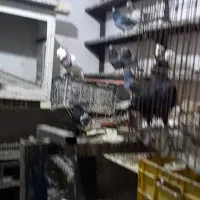 فروش کبوتر|پرنده|چمران, |دیوار