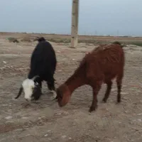 دوراس بزغاله ماده واسه داشتی