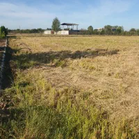 فروش زمین با مجوز گلخانه|فروش زمین و ملک کلنگی|ساری, |دیوار