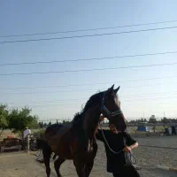 نریان یکسر خارجی درشت۱۷۵|اسب و تجهیزات اسب‌سواری|اسلام‌شهر, شهرک واوان|دیوار