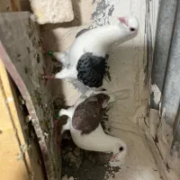 دوکت المانی