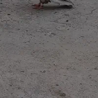 جفت دم قهوایی|پرنده|بندر ماهشهر, |دیوار