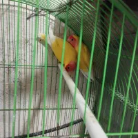 طوطی برزیلی