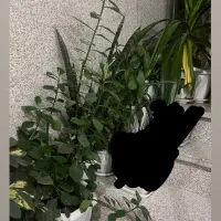 گل های طبیعی و سالم|گل و گیاه طبیعی|اراک, |دیوار