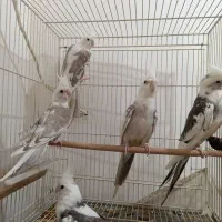 نرو ماده عروس هلندی دوکت آلبینو خوشگل 3 جوجه بزرگ|پرنده|مشهد, هدایت|دیوار