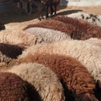 بره نر سبک  و سنگین فروشی