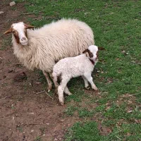 گوسفند بابره نر