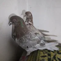 چند جفت کفتر پرشی عالی|پرنده|قم, آزادگان|دیوار