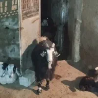 بزچاق چهارساله|حیوانات مزرعه|نهاوند, |دیوار