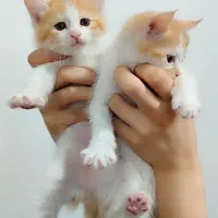 گربه کوچیک