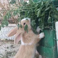 یک عدد بچه خرگوش نر دوماهه|موش و خرگوش|نظرآباد, نظرآباد|دیوار