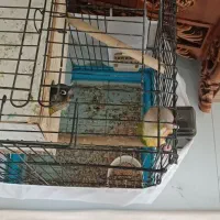 گرچیک نرو ماده